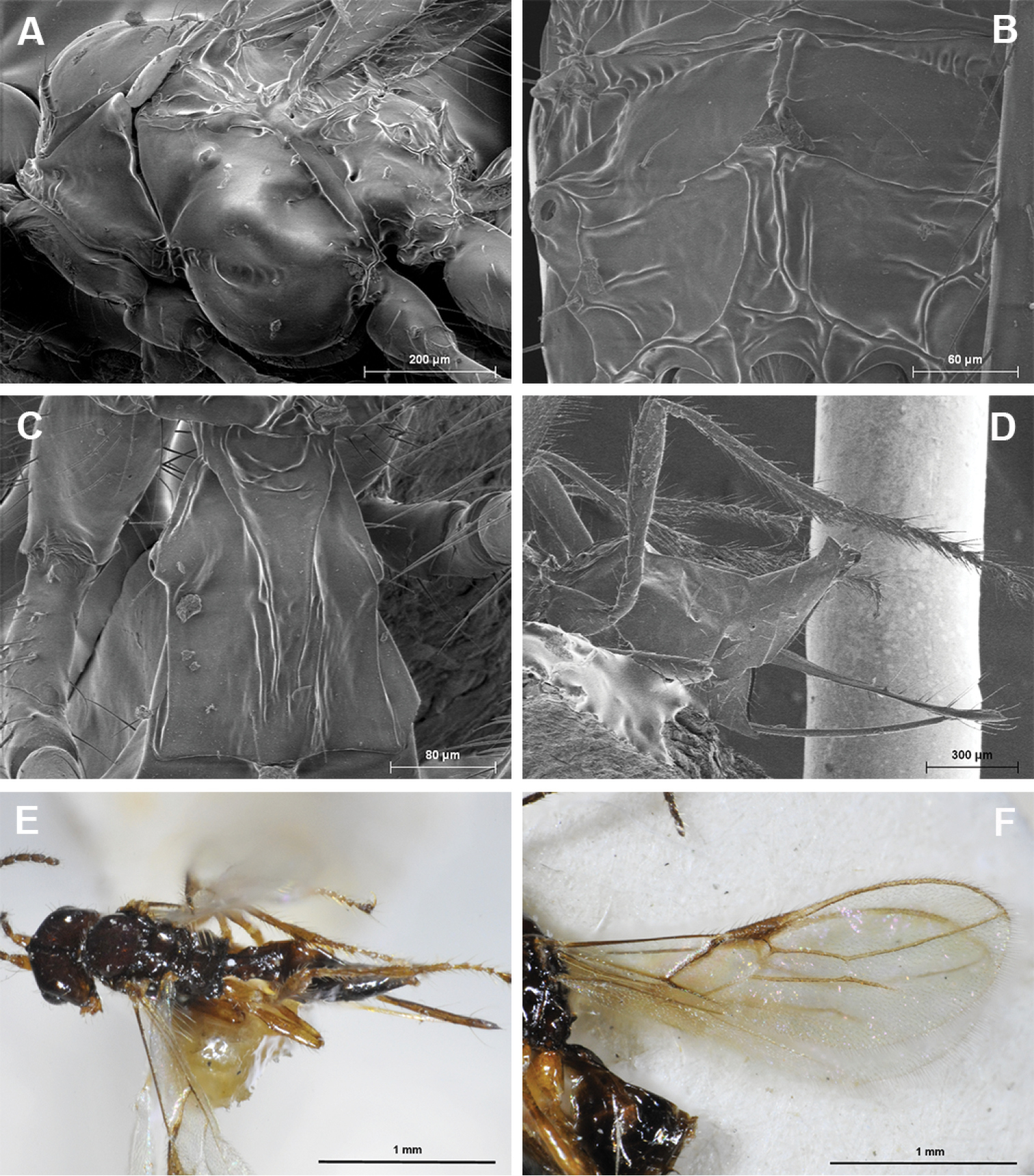 Image of <i>Aphaereta mosselensis</i> Peris-Felipo