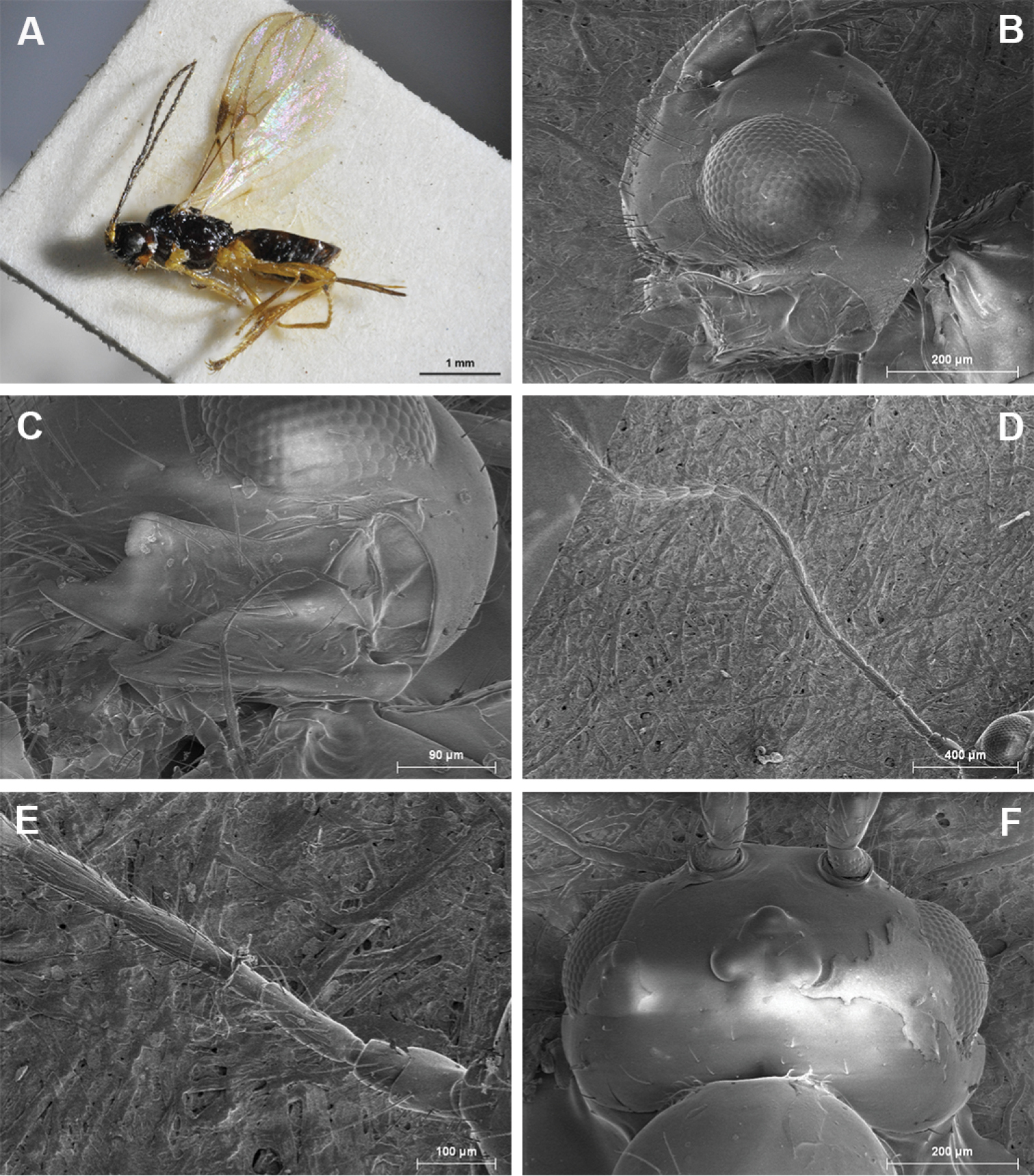 Image of Aphaereta sarcophagensis Shenefelt 1974