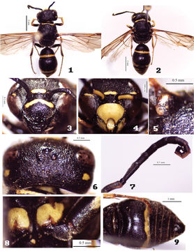 Image of <i><i>Tropidodynerus</i></i> (Tropidodynerus) <i>liupanshanensis</i> Li & Chen