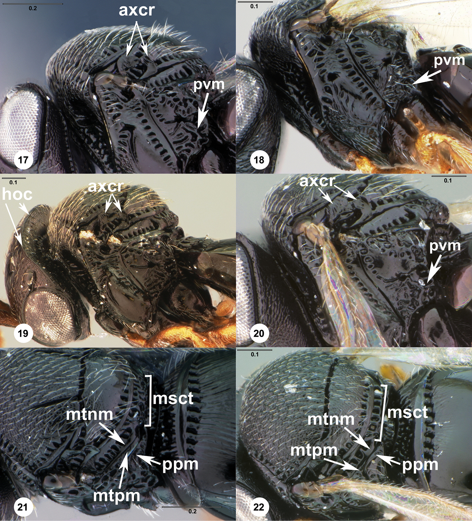 Image of <i>Trissolcus occiduus</i> Johnson