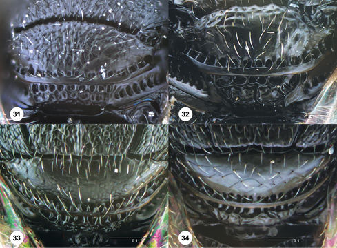 <i>Trissolcus occiduus</i> Johnson的圖片