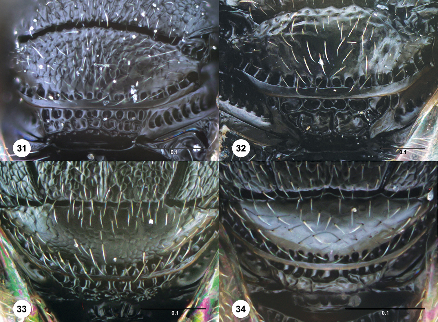 Image of <i>Trissolcus occiduus</i> Johnson