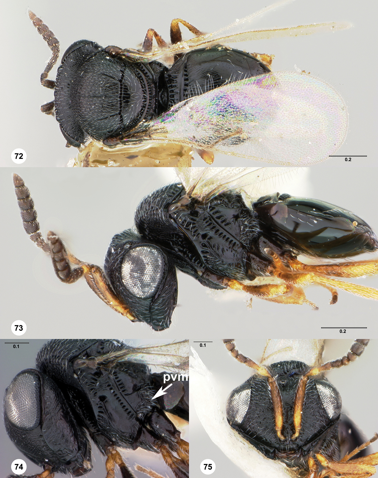 Image of <i>Trissolcus occiduus</i> Johnson