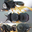 Image of <i>Trissolcus parma</i> Johnson