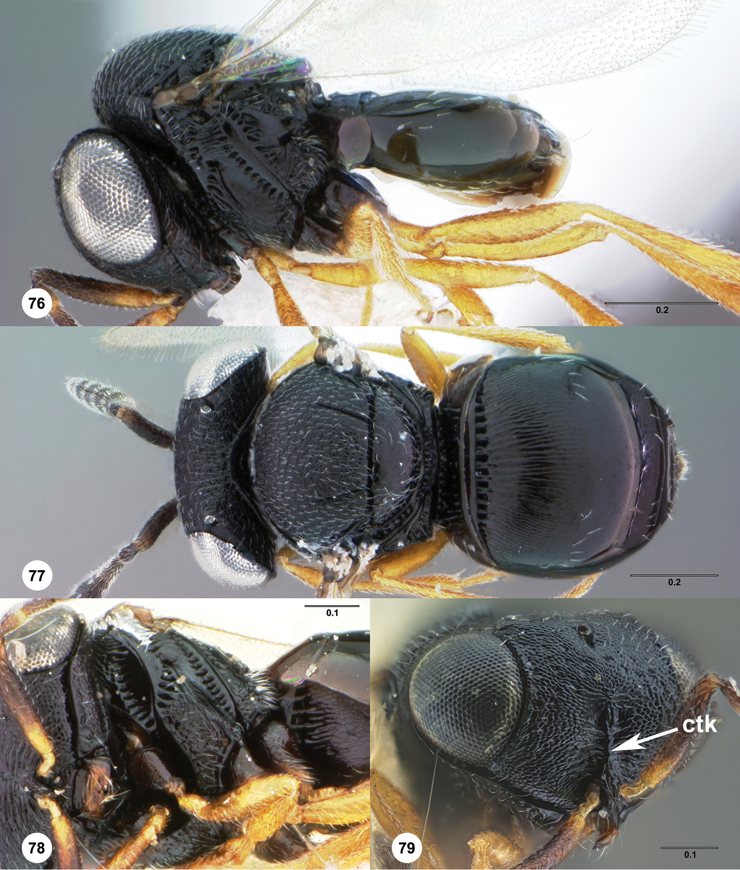 <i>Trissolcus parma</i> Johnson的圖片