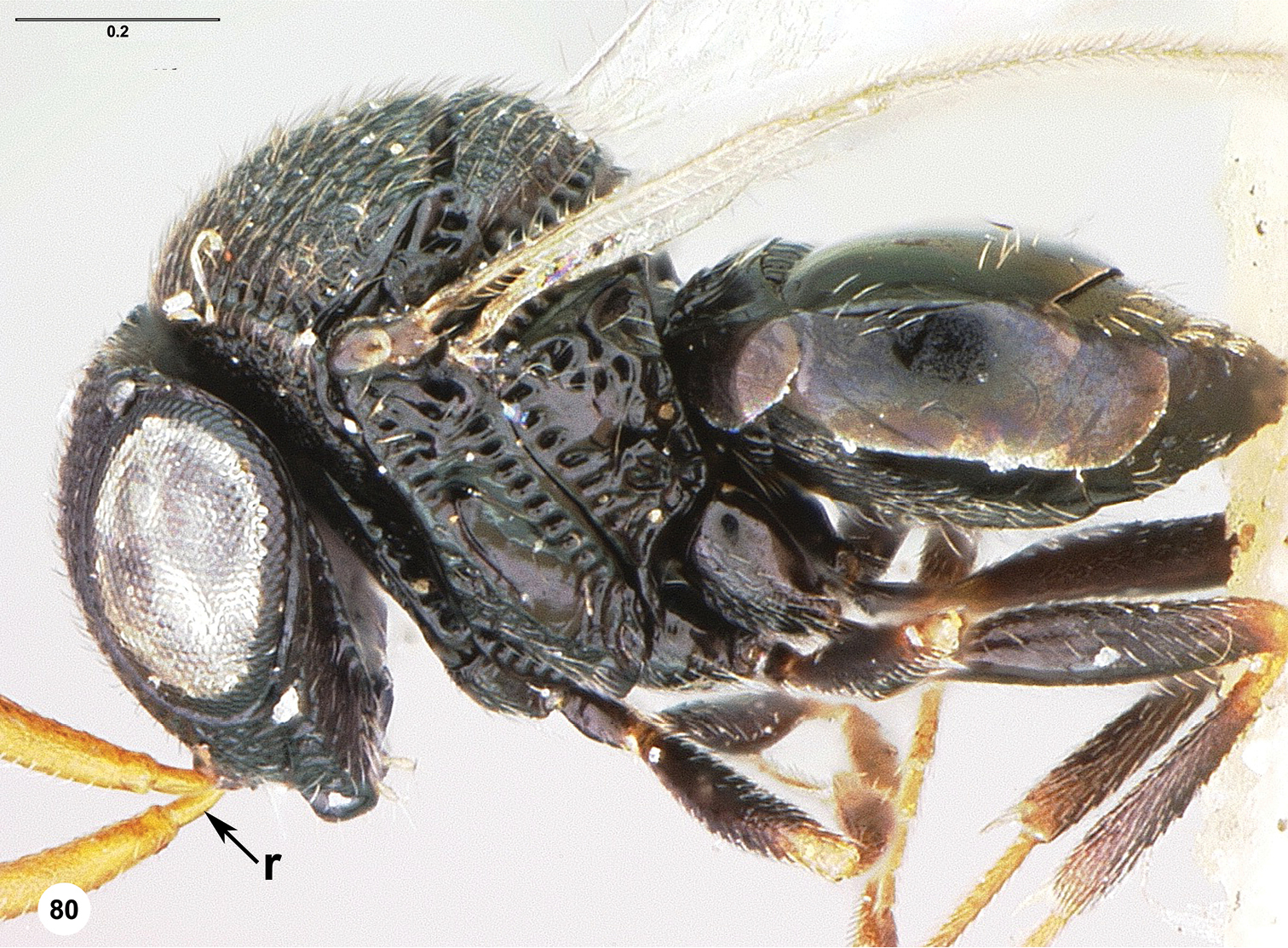 Image of <i>Trissolcus radix</i> Johnson