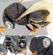 <i>Trissolcus radix</i> Johnson的圖片