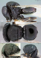 <i>Trissolcus solocis</i> Johnson的圖片