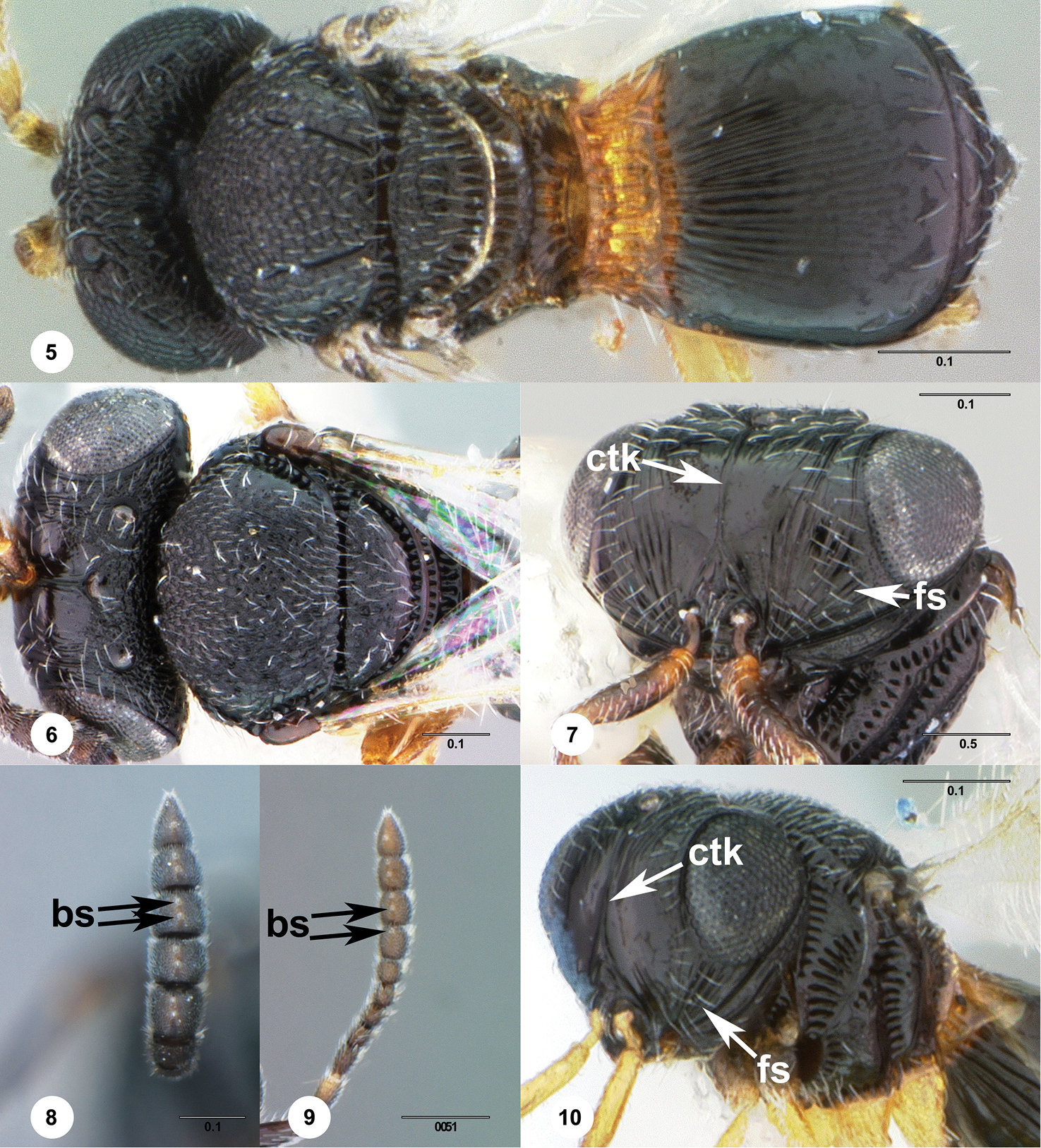 <i>Trissolcus strabus</i> Johnson的圖片