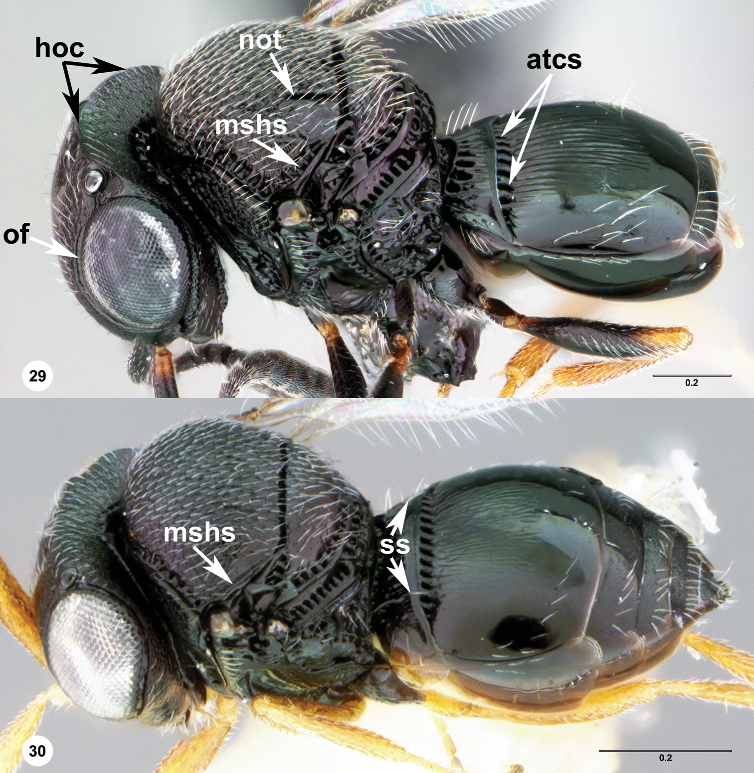 Image of <i>Trissolcus strabus</i> Johnson