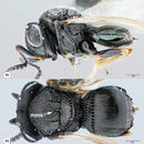 Image of <i>Trissolcus strabus</i> Johnson