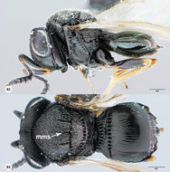 Image of <i>Trissolcus strabus</i> Johnson