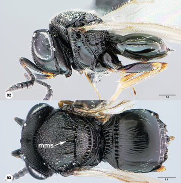 <i>Trissolcus strabus</i> Johnson的圖片