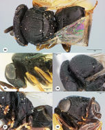 Image of <i>Trissolcus thyantae</i> Ashmead