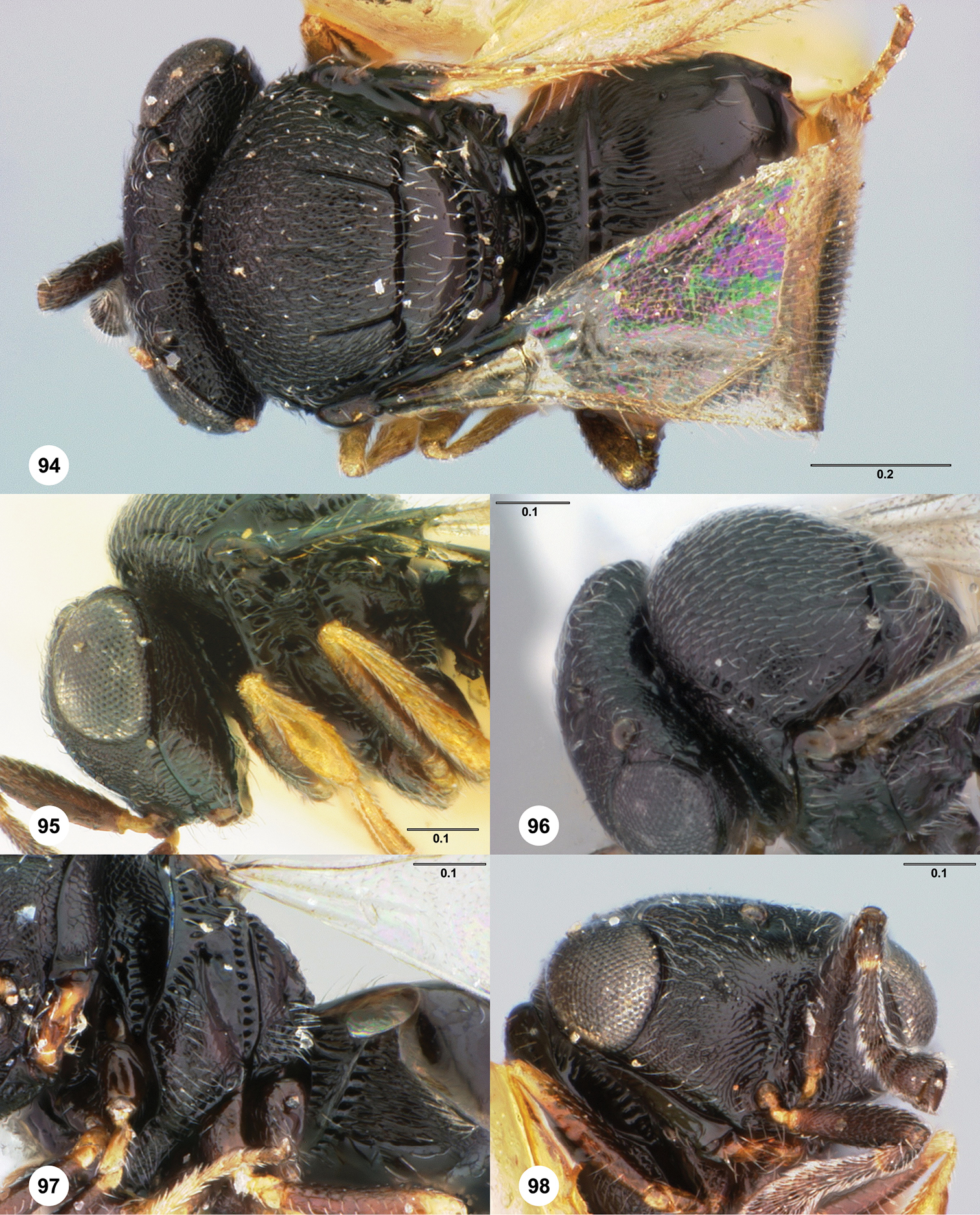 <i>Trissolcus thyantae</i> Ashmead的圖片