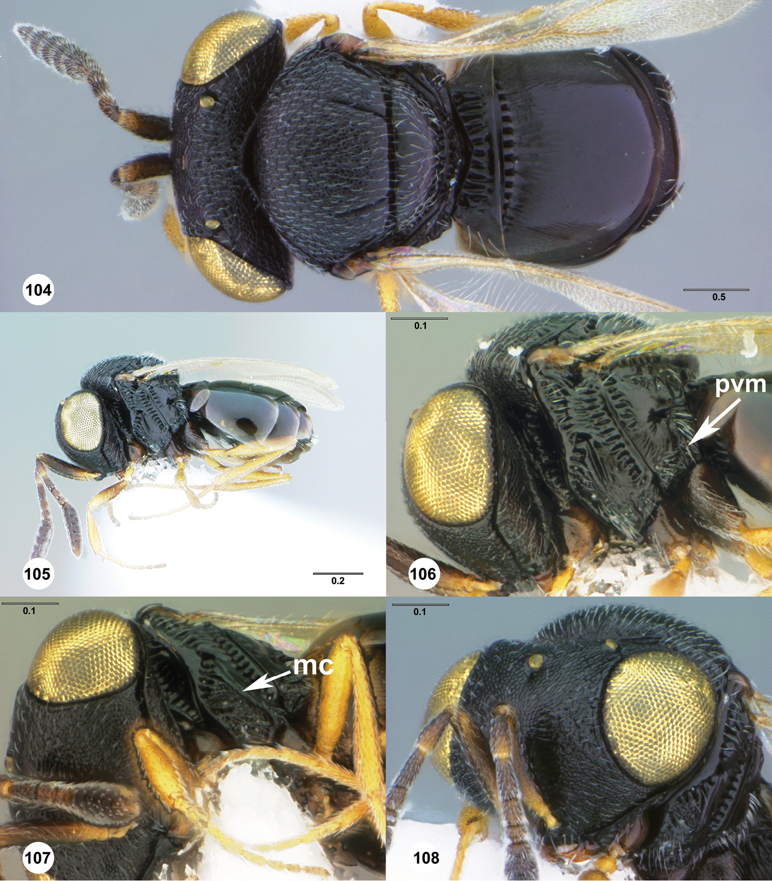 Image of <i>Trissolcus valkyria</i> Johnson & Talamas