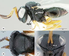 Image of Parasitoid wasp