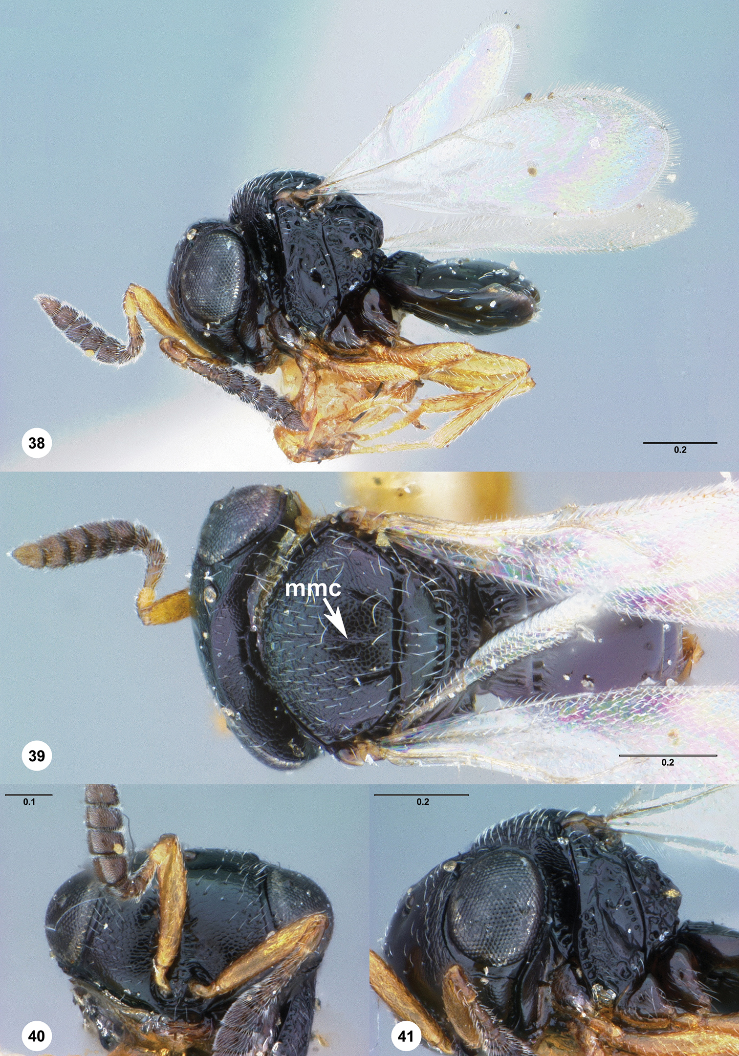 Image of <i>Trissolcus brochymenae</i> (Ashmead)