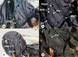 <i>Trissolcus brochymenae</i> (Ashmead)的圖片