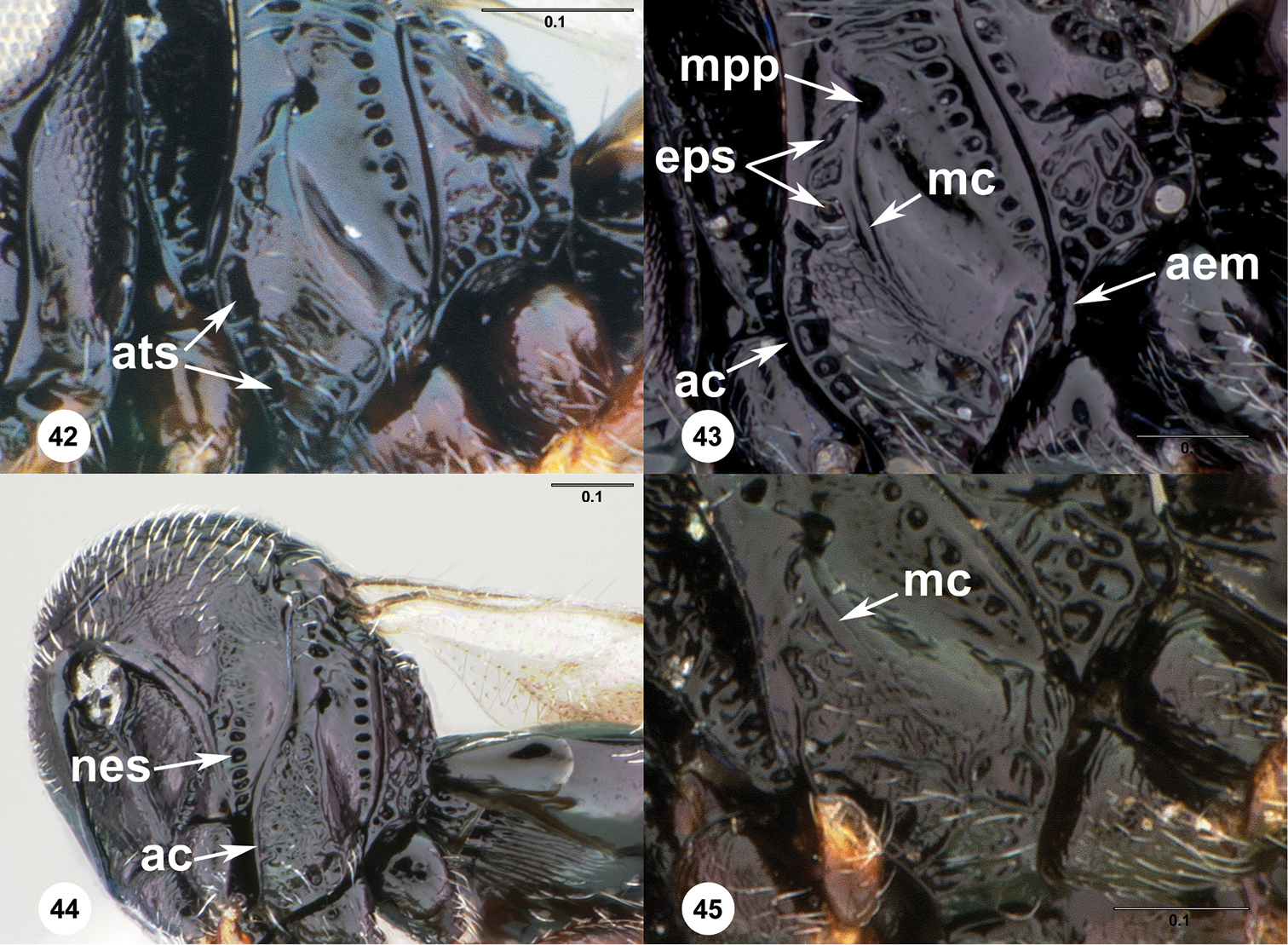 Image of <i>Trissolcus brochymenae</i> (Ashmead)