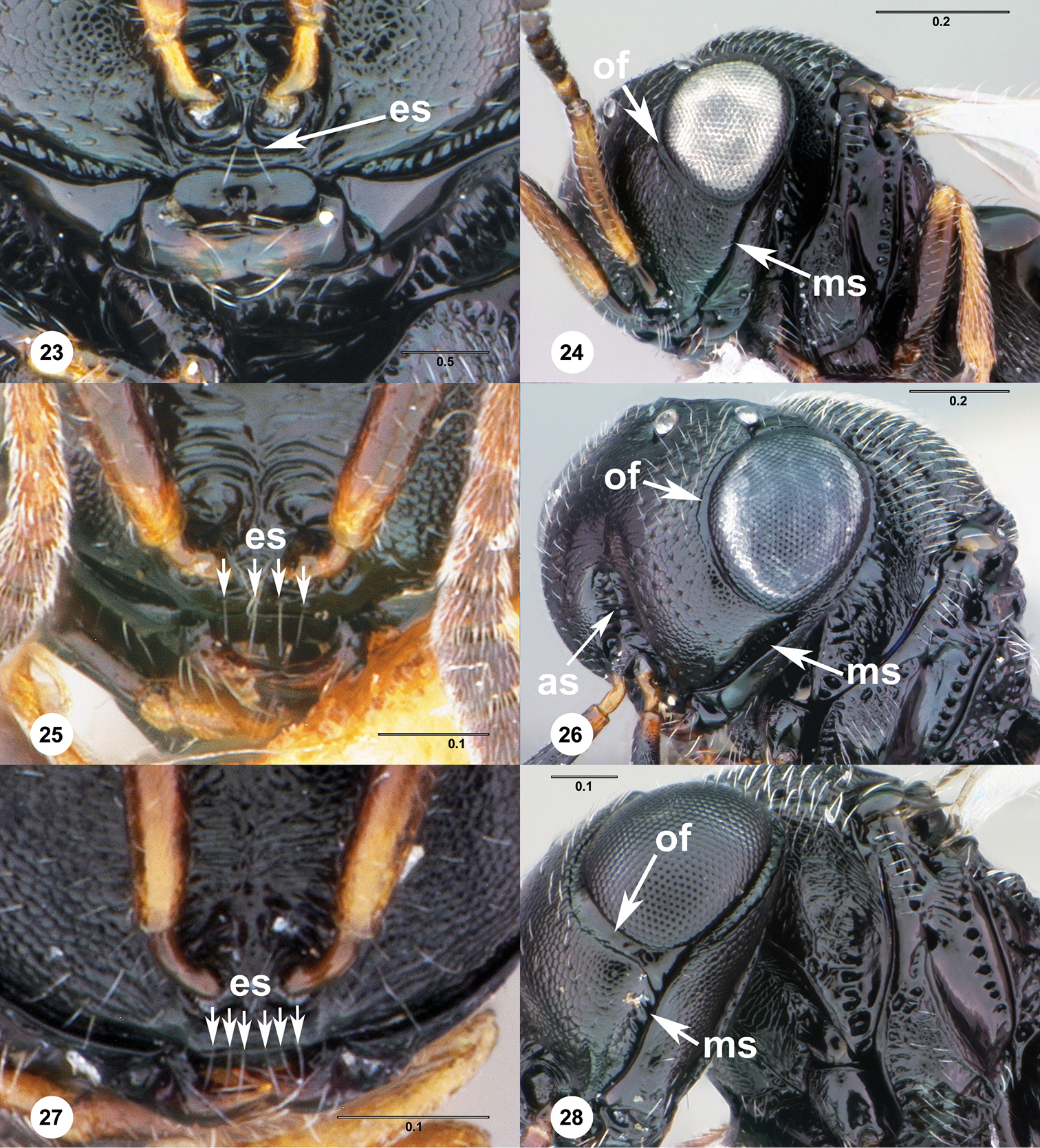 <i>Trissolcus erugatus</i> Johnson的圖片