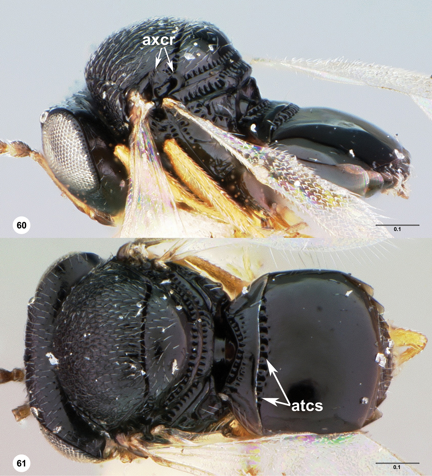 <i>Trissolcus erugatus</i> Johnson的圖片