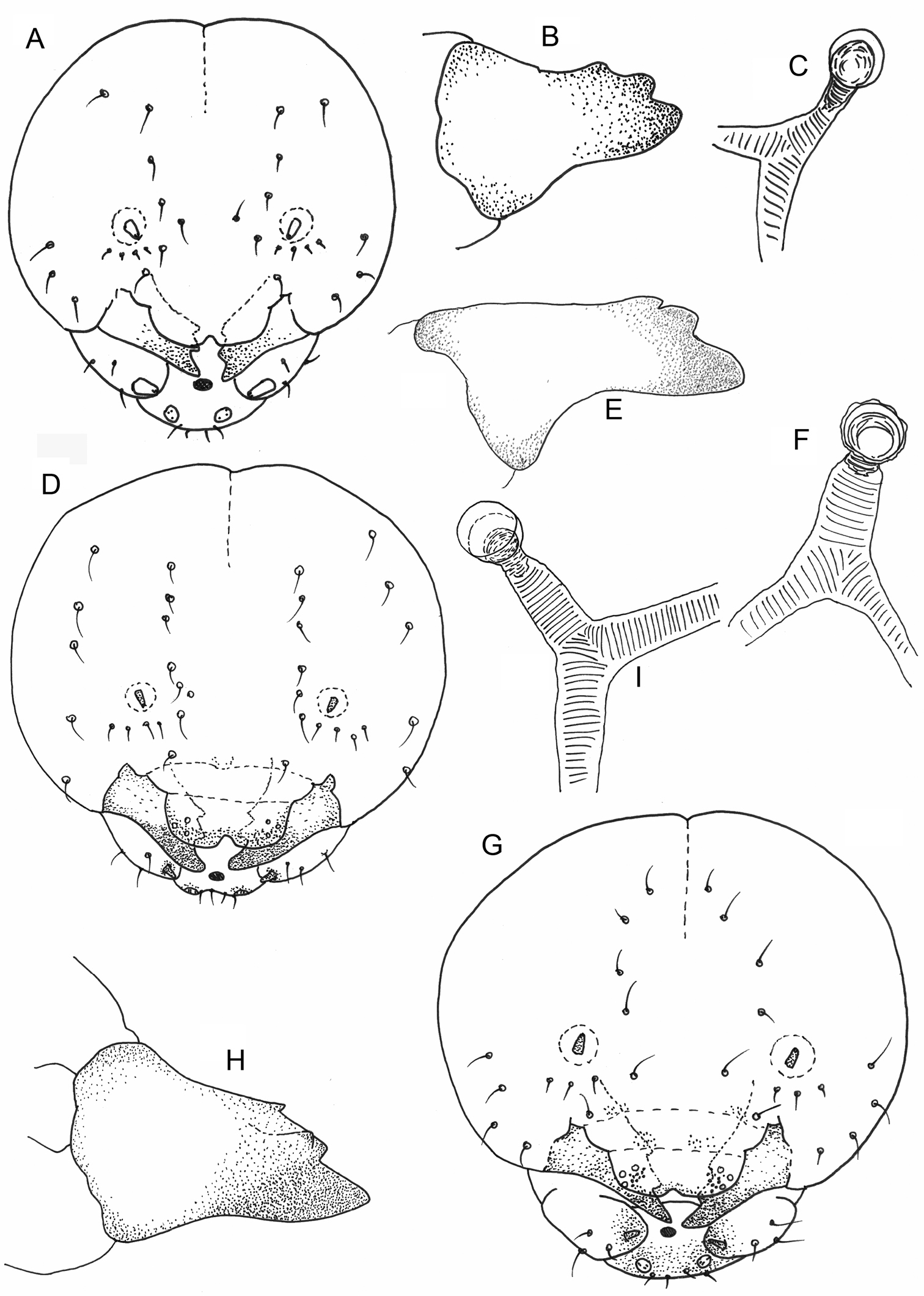 Image of <i>Gasteruption nigrescens</i> Schletterer 1885