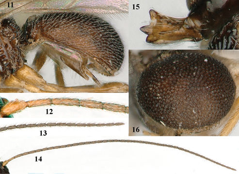 Image of Gastralysia garambana Fischer 1967