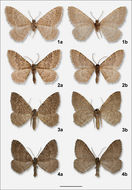 صورة <i>Cataclysme subtilisparsata</i> Wehrli 1932