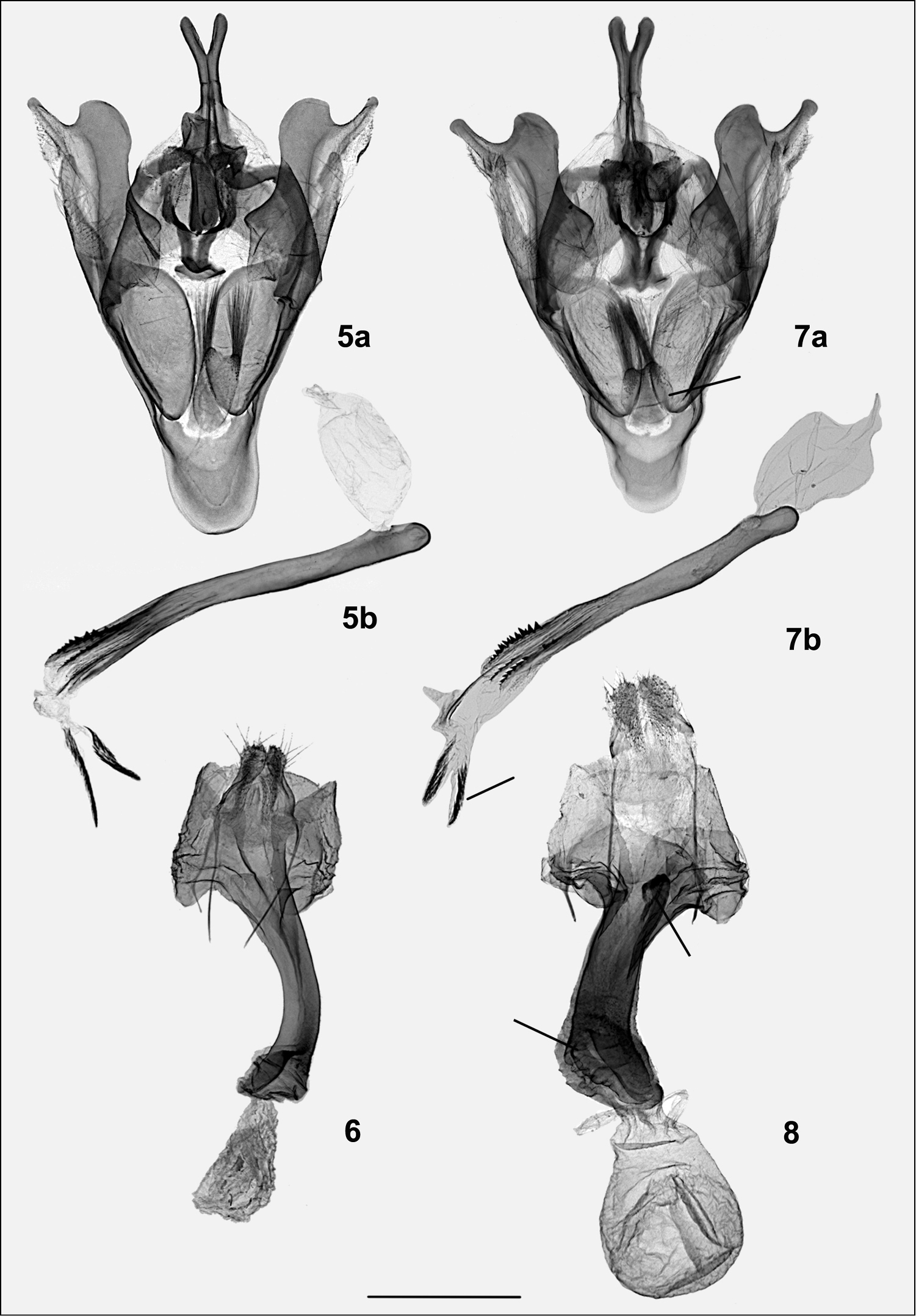 Image of <i>Cataclysme subtilisparsata</i> Wehrli 1932