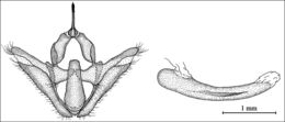 Image of <i>Zygaenoprocris eberti</i> (Alberti 1968)