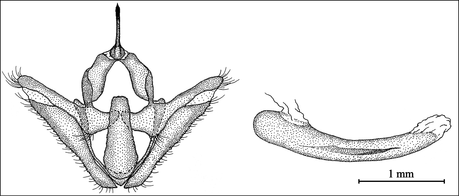 Image of <i>Zygaenoprocris eberti</i> (Alberti 1968)