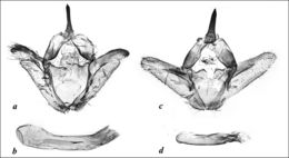 Image of <i>Zygaenoprocris eberti</i> (Alberti 1968)