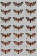 Plancia ëd Zygaena speciosa Reiss 1937