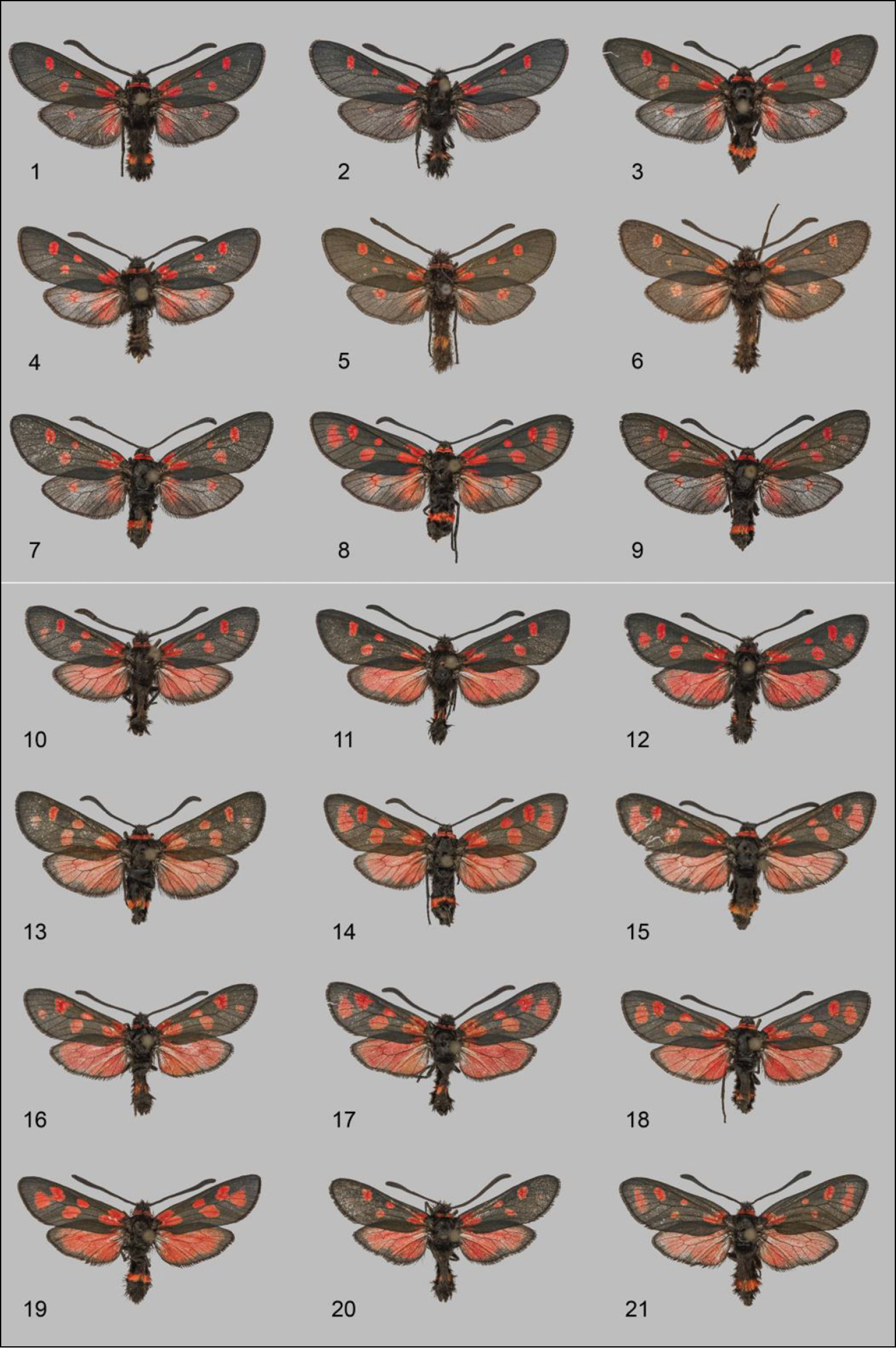 Plancia ëd Zygaena speciosa Reiss 1937