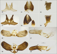 Plancia ëd Zygaena speciosa Reiss 1937