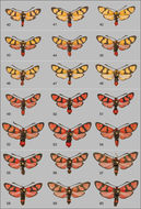 Image of <i>Zygaena tamara dailamica</i> Hofmann & Naderi 2014