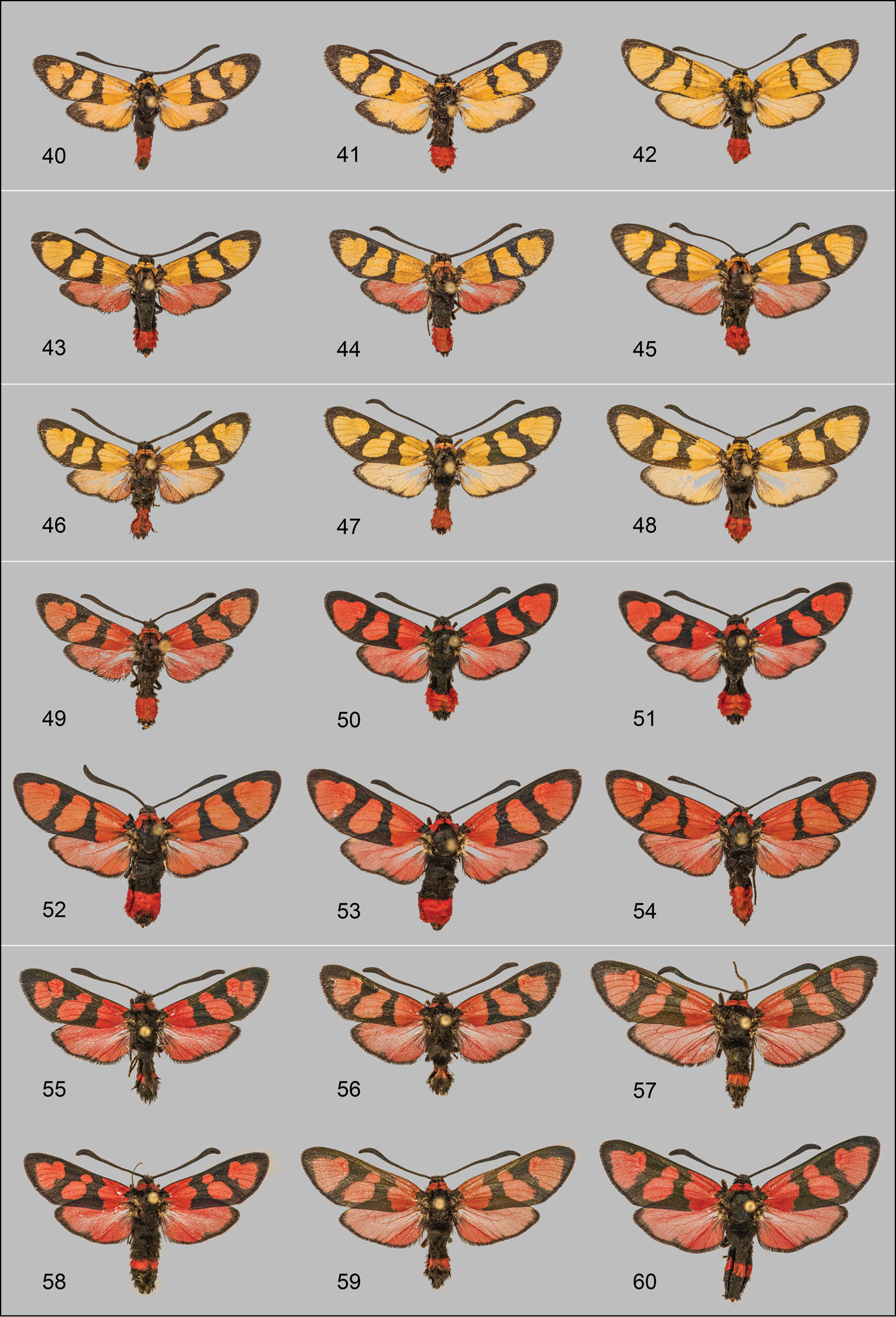 Image of <i>Zygaena tamara dailamica</i> Hofmann & Naderi 2014