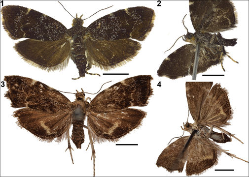 Image of Anthophila threnodes Walsingham 1910