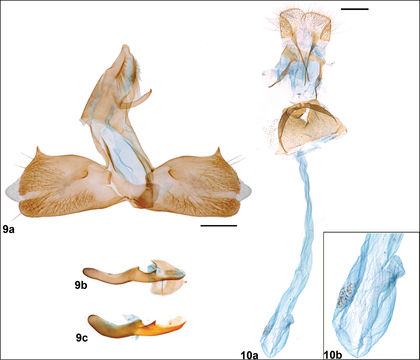 Image of Anthophila threnodes Walsingham 1910