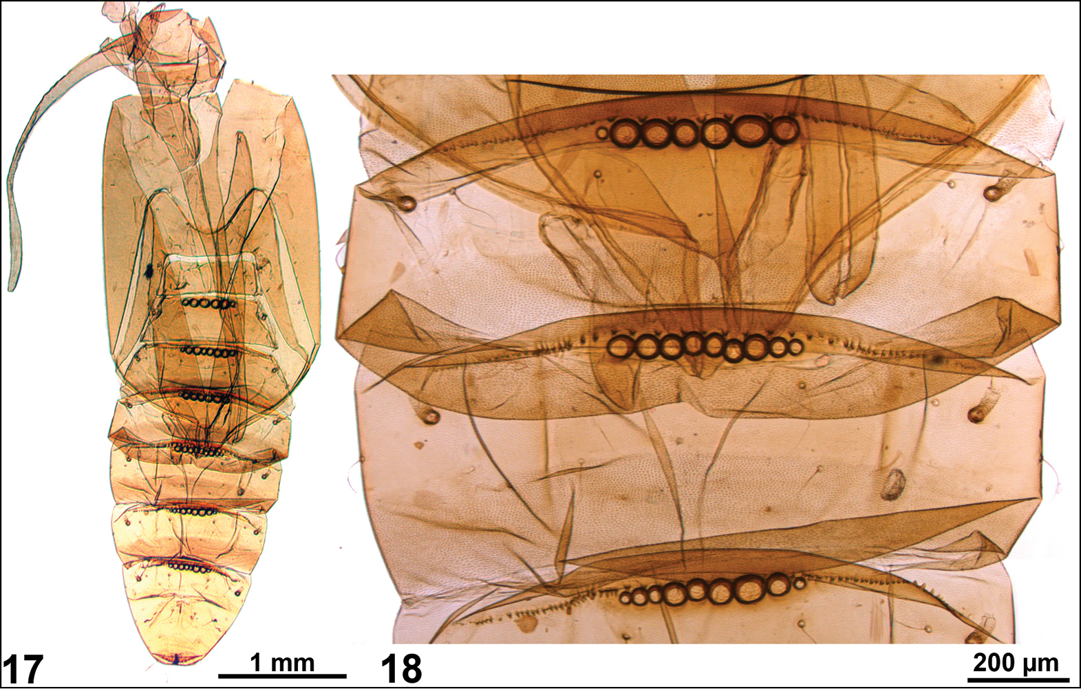 Anthophila threnodes Walsingham 1910的圖片