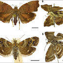 <i>Choreutis nemorana</i> (Hübner 1899)的圖片