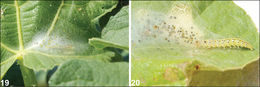 Image of Fig Leaf Roller