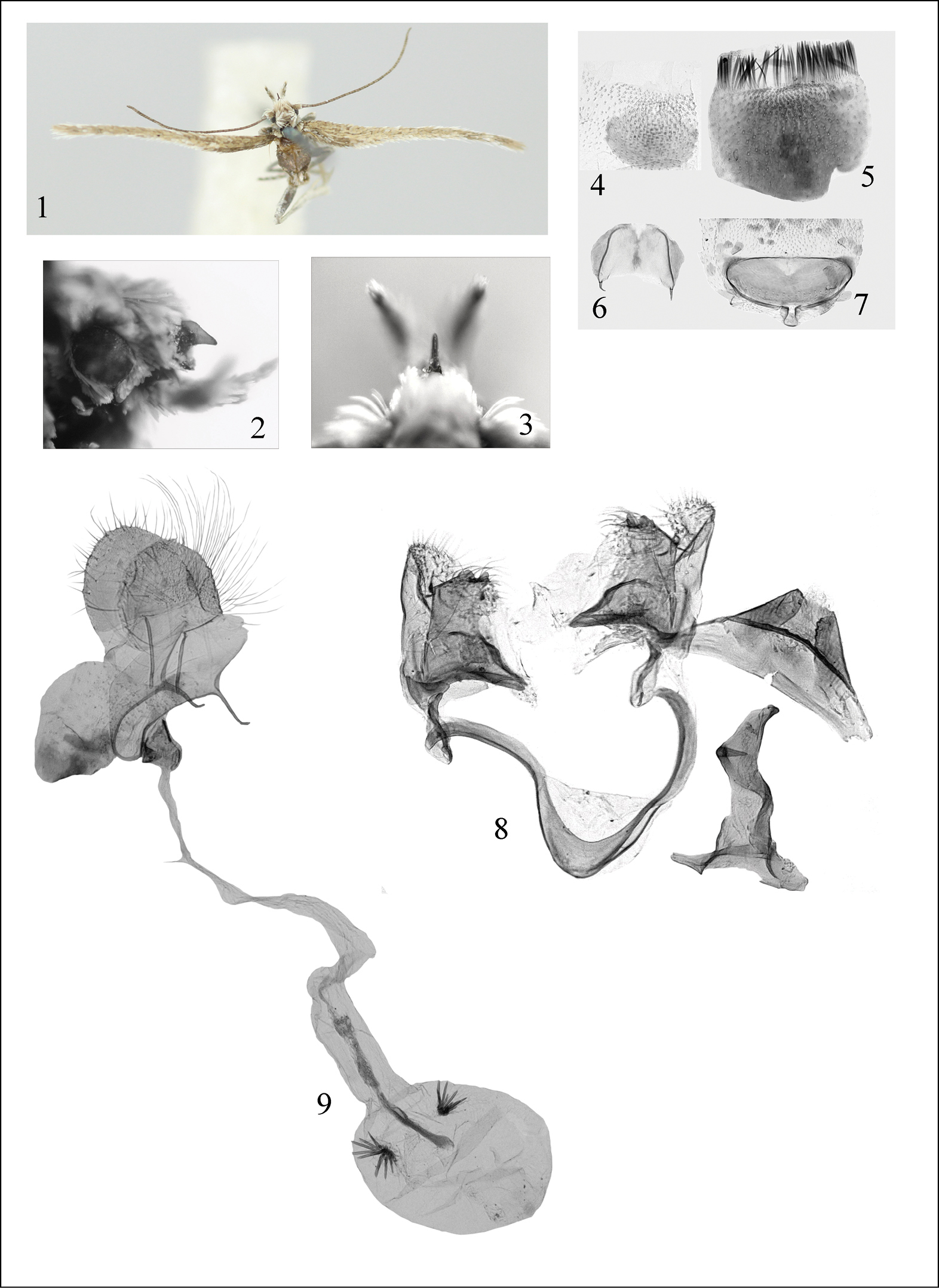 Imagem de <i>Catatinagma stenoptera</i> Bidzilya