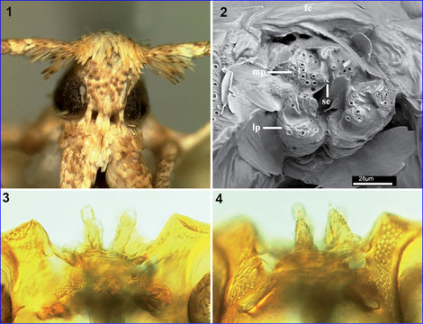 Image of Coleophora micronotella Toll 1956