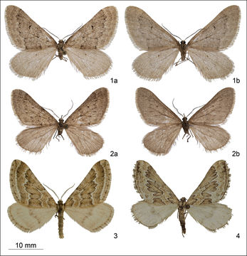 Image of <i>Scotopteryx kurmanjiana</i> Rajaei Sh. & László 2014