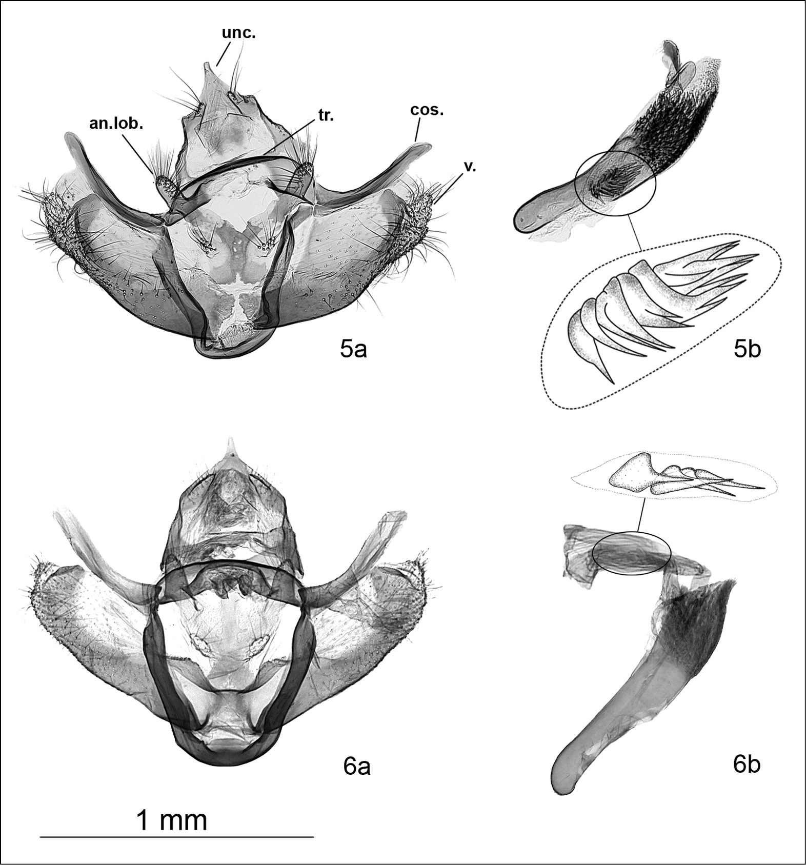 Image of <i>Scotopteryx kurmanjiana</i> Rajaei Sh. & László 2014