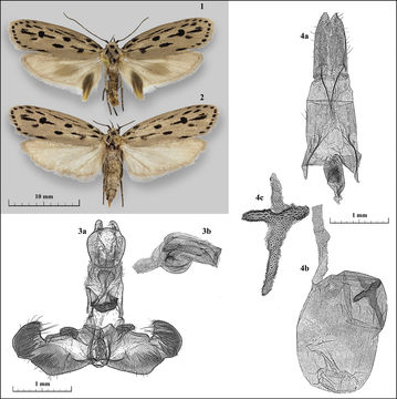 Image of <i>Ethmia cribravia</i> Wang & Li 2004