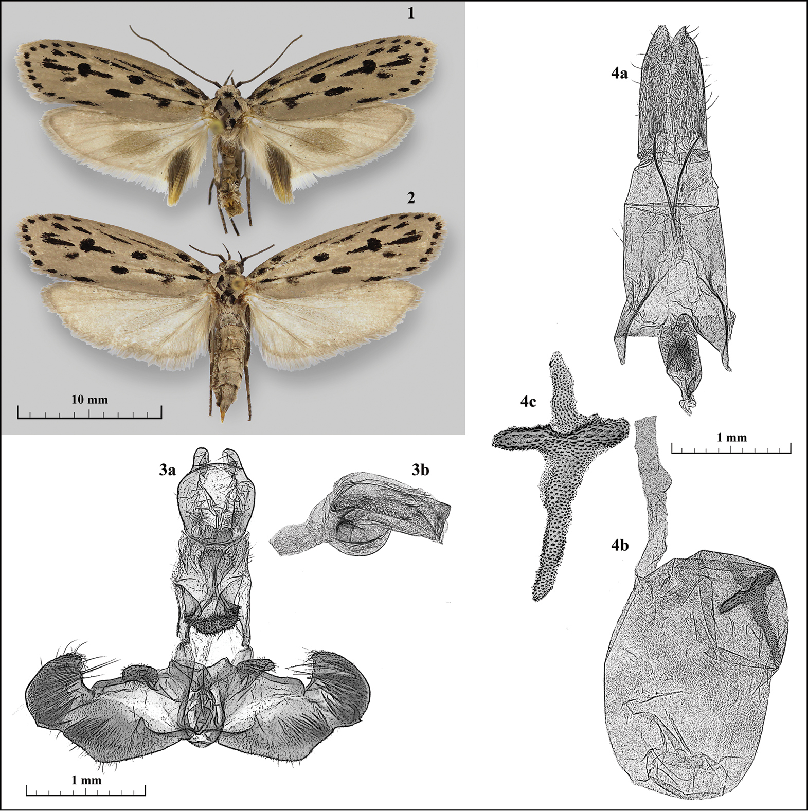 Sivun <i>Ethmia cribravia</i> Wang & Li 2004 kuva