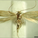 Image of <i>Phyllobrostis minoica</i> Mey 2014